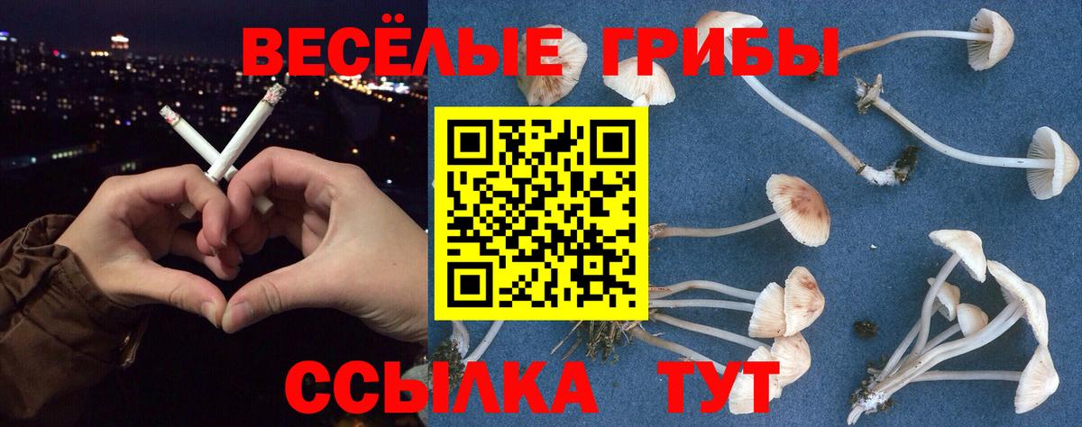 Галлюциногенные грибы Psilocybine cubensis Батайск